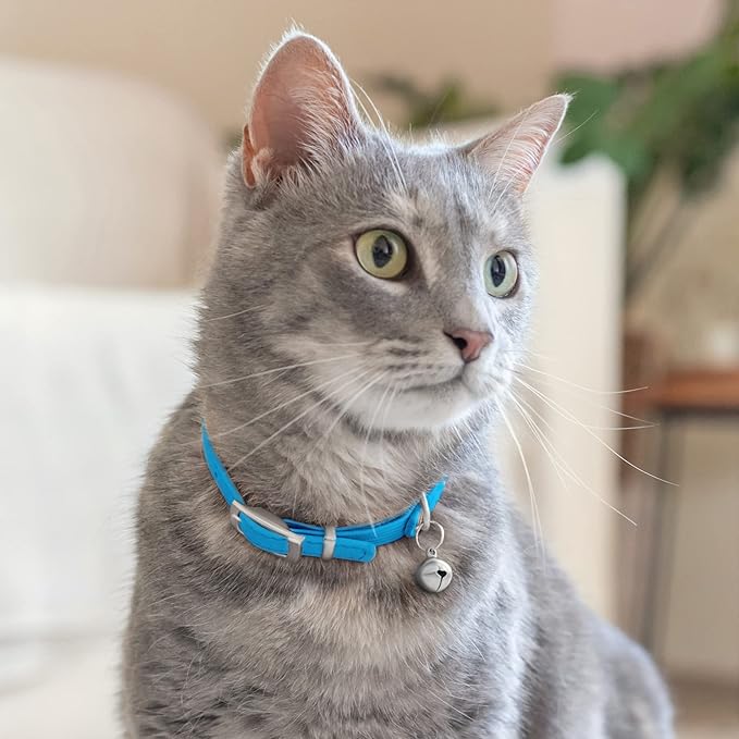 CollarDirect Leather Cat Collar with Bell - Kitten Collar, Small and Big Cat for Boy Cats, Girl Cats with Safety Elastic Strap (Neck Fit 6"-7", Light Blue)-PawvioPets