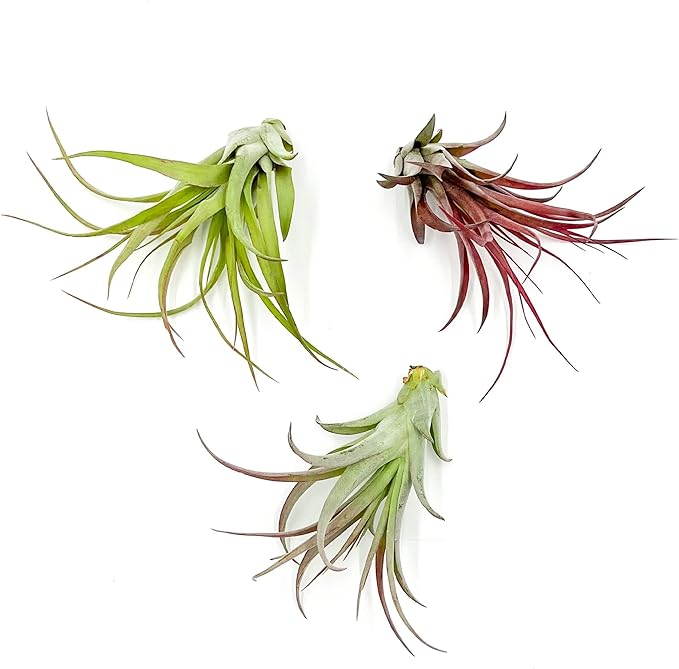 Air Plants - Tillandsia Brachycaulos Multiflora, Jumbo 5-7" - 3 ct - Live Arrival Guaranteed - House Plants for Home Decor & Gift-PawvioPets