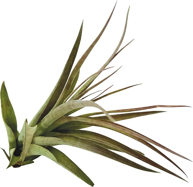 Air Plants - Tillandsia Brachycaulos Multiflora, Jumbo 5-7" - 5 ct - Live Arrival Guaranteed - House Plants for Home Decor & Gift-PawvioPets