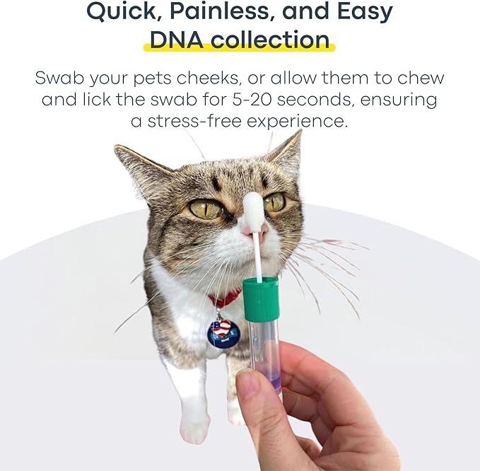 Basepaws Cat DNA Test Kit 2 Pack- Comprehensive Breed, Health and Dental Analysis Across 114 Traits for Accurate and Easy-to-Use Genetic Insights-PawvioPets