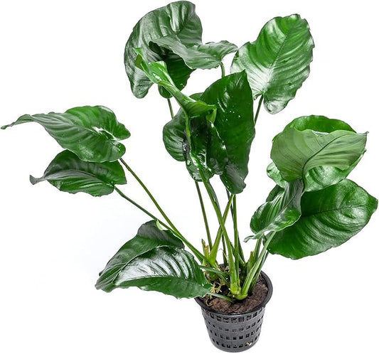 Anubias Live Aquarium Plants - Potted Freshwater Plant for Fish Tanks, Terrariums - Beginner Friendly Low Light (Barteri Broad Leaf, Mother Plant)-PawvioPets