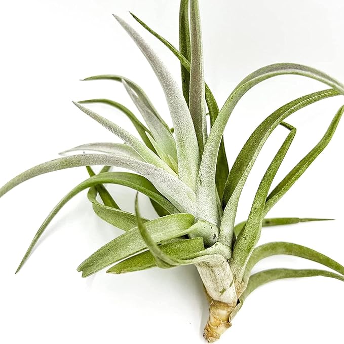 Air Plants - Tillandsia Cacticola, Jumbo 6-9" - 3ct - Live Arrival Guaranteed - House Plants for Home Decor & Gift-PawvioPets
