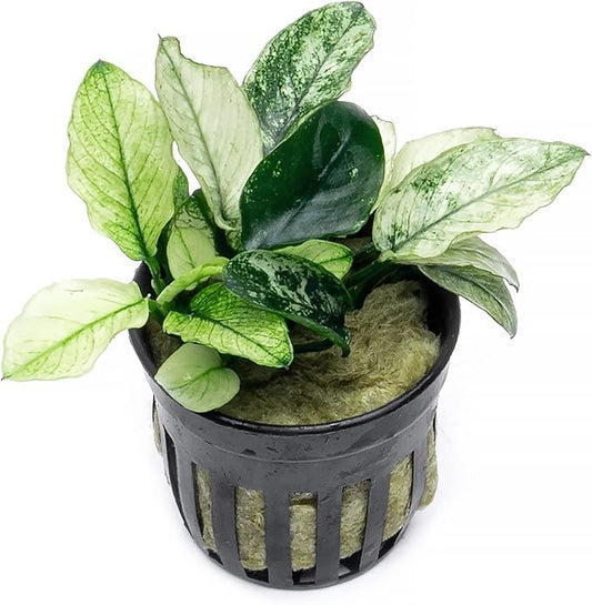 Anubias Live Aquarium Plants - Potted Freshwater Plant for Fish Tanks, Terrariums - Beginner Friendly Low Light (Nana Pinto, 1 Pot)-PawvioPets