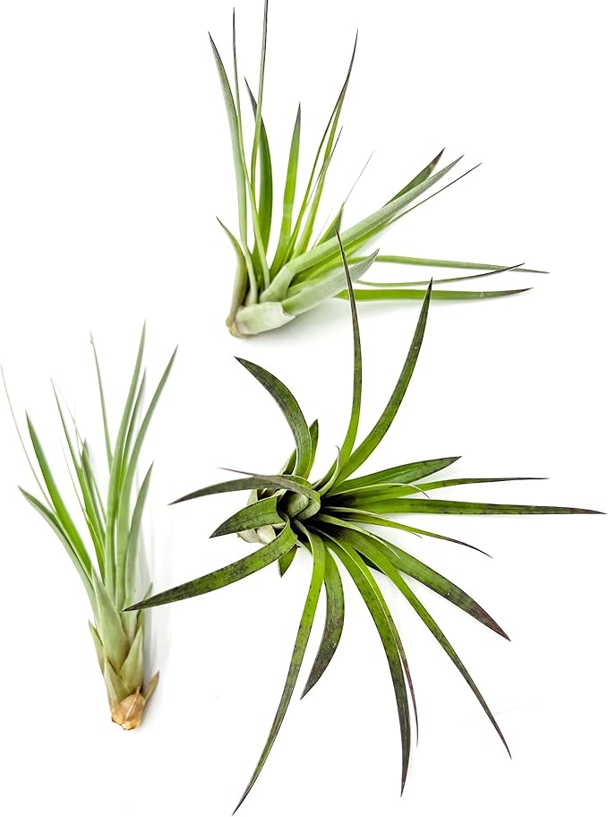 Air Plants - Tillandsia Fasciculata Tricolor, Large 4-6" - 3ct - Live Arrival Guaranteed - House Plants for Home Decor & Gift-PawvioPets