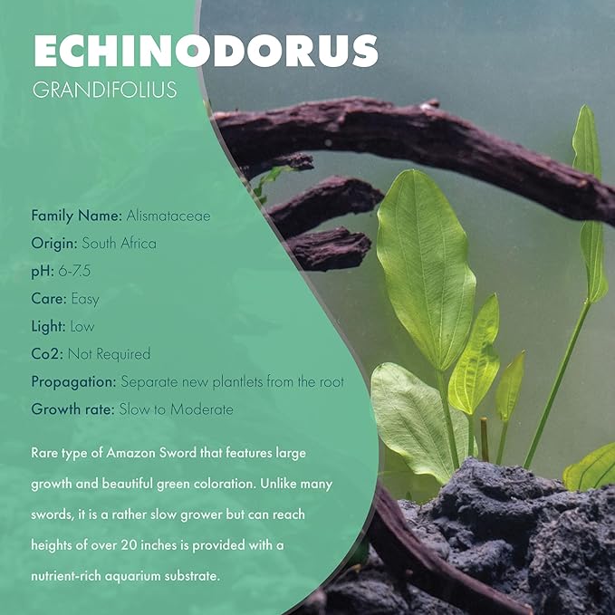 Echinodorus Grandifolius Sword Live Plant for Freshwater Aquariums, Natural Fish Tank Decorations, and Aquatic Decor (1 Pot (2-3 Plants))-PawvioPets