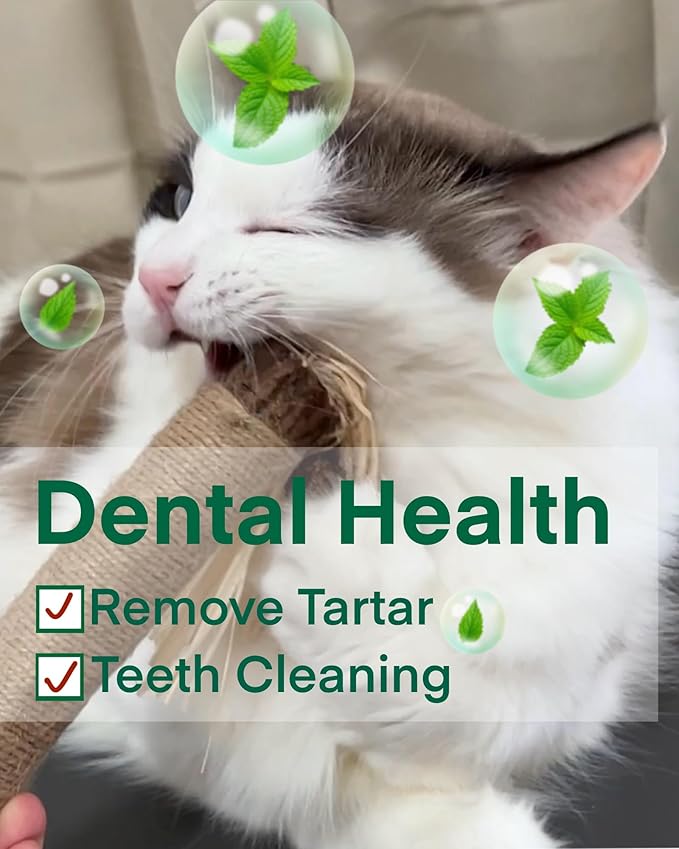 14.96 Inches Huge Silvervine Sticks Cat Toys, Large Natural Catnip Kittens Chew Toy for Teeth Cleaning,Big Catmint Blend Stick, Dental Kitty Chews for Indoor(2 Pack)-PawvioPets