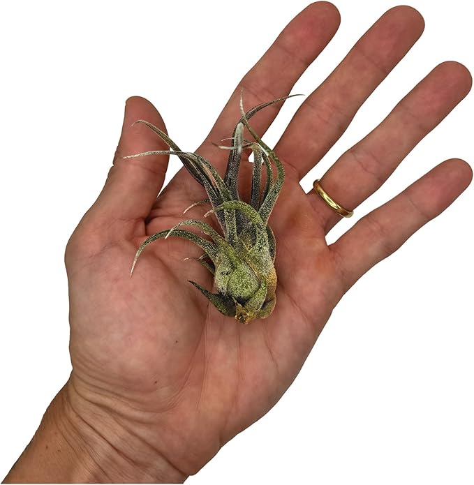 Air Plants - Tillandsia Pruinosa, Large 3-5" - 2ct - Live Arrival Guaranteed - House Plants for Home Decor & Gift-PawvioPets