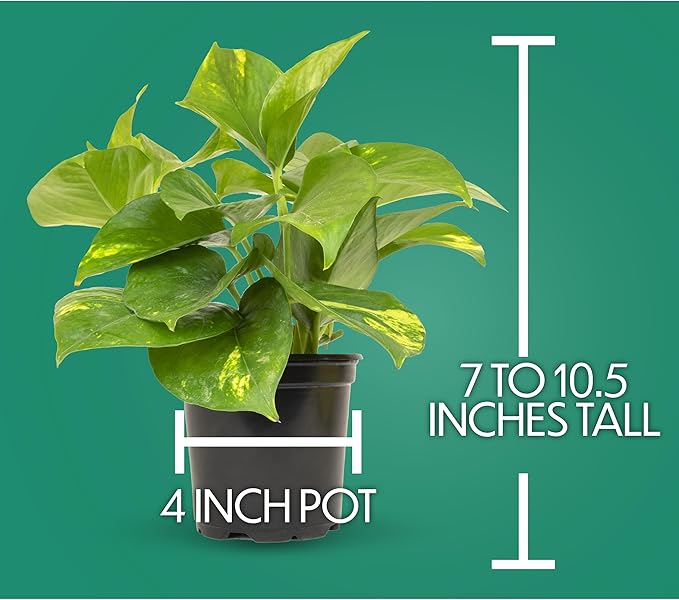 Essential Houseplant Collection (4PK) Live Plants Indoor Plants Live Houseplants in Plant Pots, Easy House Plants Indoors Live, Snake Plant, Pothos in Potting Soil, Clean Air Plants by Plants for Pets-PawvioPets