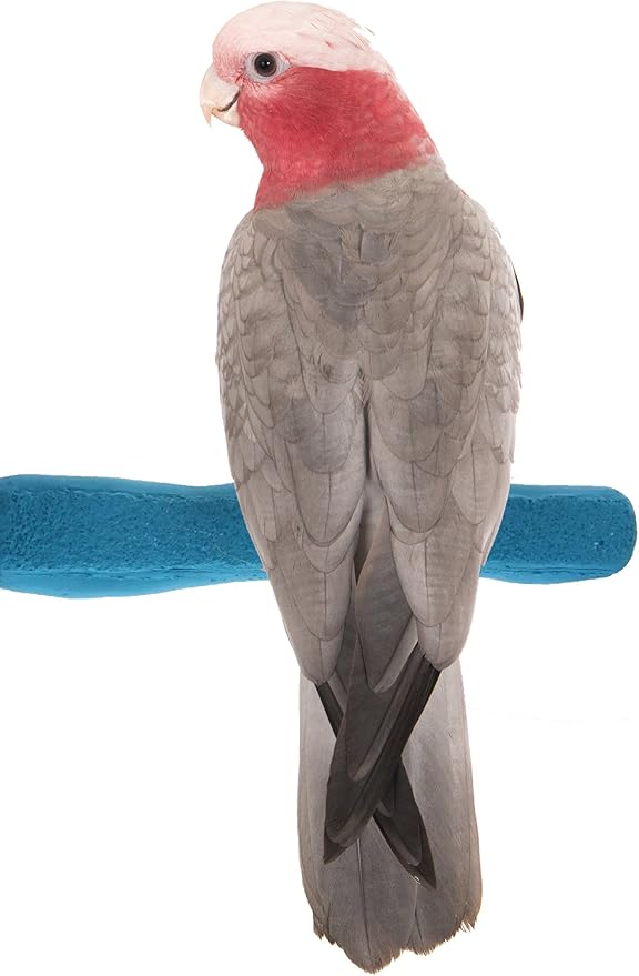 Comfort Grip Safety Perch for Bird Cages - Pedicure Perch for Birds to Keep Nails and Beaks in Top Condition - Safe Easy to Install Bird Cage Accessories - M 8.5"-PawvioPets