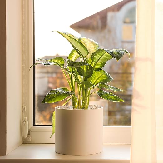 5 lbs Coarse Silica Sand for Indoor Plants, 1/5 Inch Natural Decorative Gravel for Vases, Aquariums, Terrarium, Fish Tank, Drainage Rocks for Potted Plants, Bamboo, Succulent, Crafts, Cactus-PawvioPets