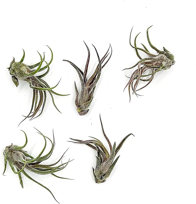 Air Plants - Tillandsia Pruinosa, Large 3-5" - 5ct - Live Arrival Guaranteed - House Plants for Home Decor & Gift-PawvioPets