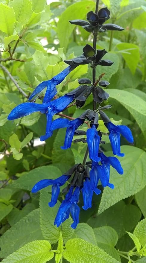 Black and Blue Salvia Guaranitica – Live Perennial Plant 3" Pot – Hummingbirds-PawvioPets