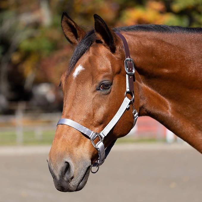 Equinavia Loki Adjustable Breakaway Horse Halter - Silver Sconce Gray - Warmblood-PawvioPets