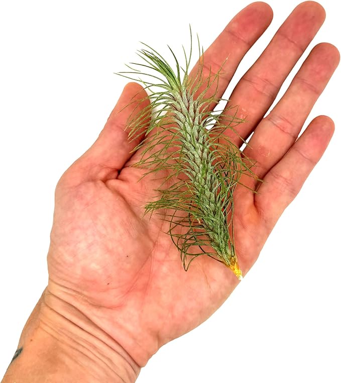 Air Plants - Colombian Tillandsia Funckiana, Large 5" - 3ct - Live Arrival Guaranteed - House Plants for Home Decor & Gift-PawvioPets