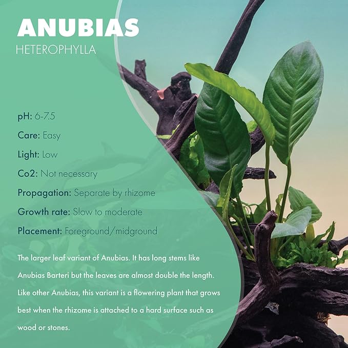 Anubias Live Aquarium Plants - Potted Freshwater Plant for Fish Tanks, Terrariums - Beginner Friendly Low Light (Heterophylla, Mother Plant)-PawvioPets