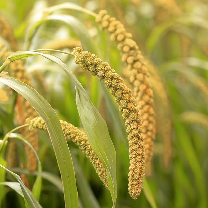 Amzey 5.5 LB Spray Millet for Parakeets, 100% Natural Dried Millet Grain for Birds, Non-GMO Bird Treat for Cockatiel, Finches, Parrots & Lovebirds-PawvioPets