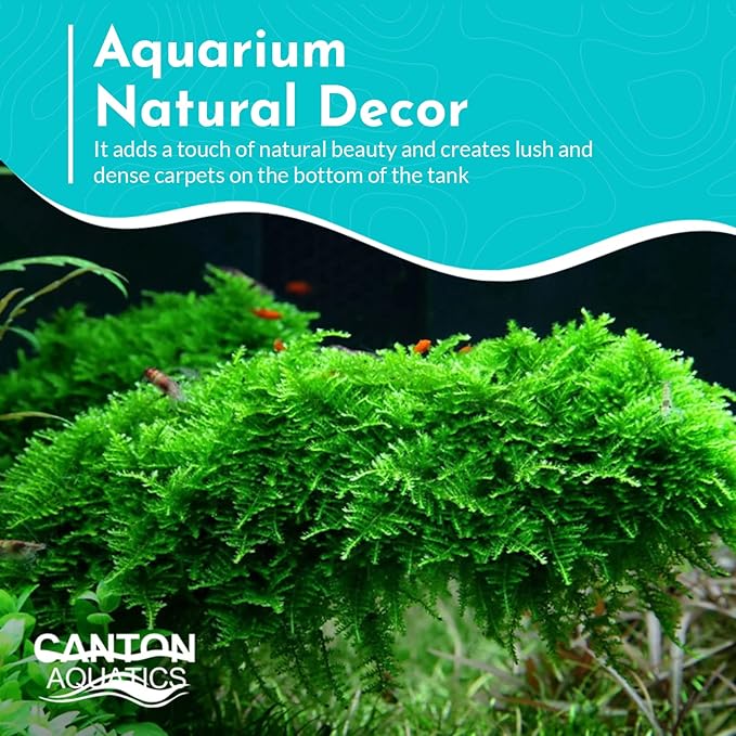 Aquarium Christmas Moss Vesicularia Portion Plant - All Natural & Organic Aquatic Plants - Absorbs Excess Nutrients - Long Lasting & Easy to Care Plants - Suitable for Summer & Winter-PawvioPets