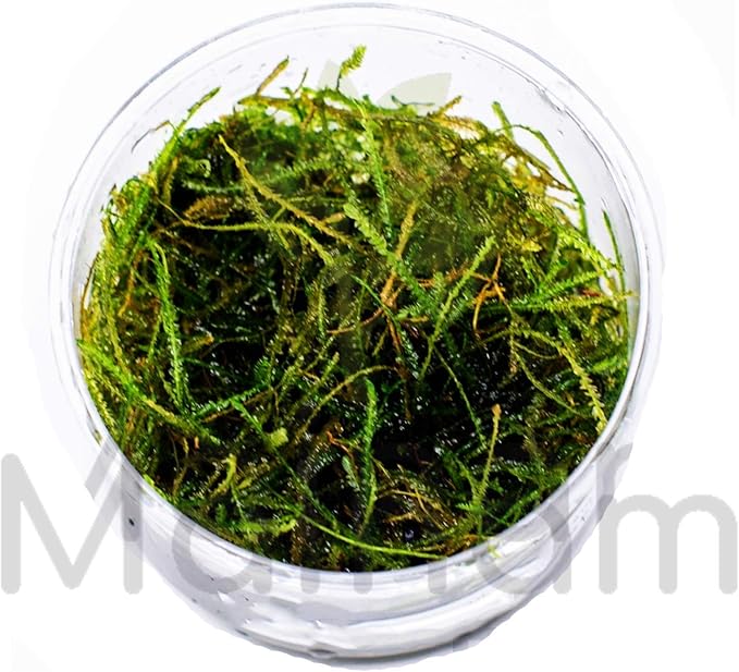 30+ Stems Package Starter Beginner Set Live Aquarium Plants Java Moss, Micro Sword, Rosette Amazon Sword, Anubias, Java Fern and More by Mainam-PawvioPets