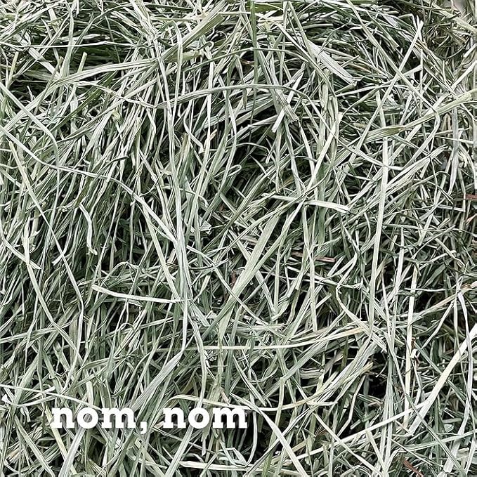 Bunny Honey Orchard Grass Hay for Guinea Pigs, Rabbits, Hamsters & Small Pets Fresh, High-Fiber, Supports Digestive Health & Dental Care, Non-Blended & Fresh Cut-PawvioPets