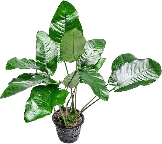 Anubias Live Aquarium Plants - Potted Freshwater Plant for Fish Tanks, Terrariums - Beginner Friendly Low Light (Barteri, Mother Plant)-PawvioPets