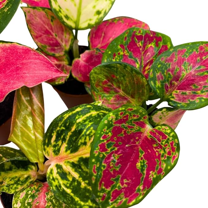 BubbleBlooms Aglaonema Assortment 2 inch Set of 4-PawvioPets