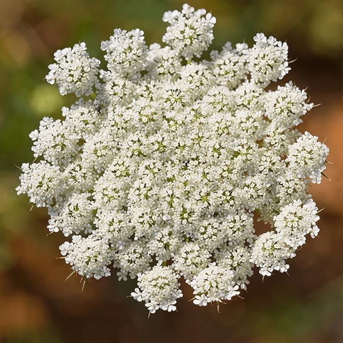 Aromatics International Carrot Seed Hydrosol 100ml | Gentle Aromatic Mist for Daily Use-PawvioPets