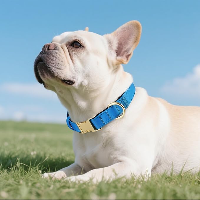 Didog Soft Padded Dog Collar for Large Dogs, Colorful and Durable Pet Collar with Quick Release Buckle, Light and Breathable for Daily Walking, Blue, L-PawvioPets