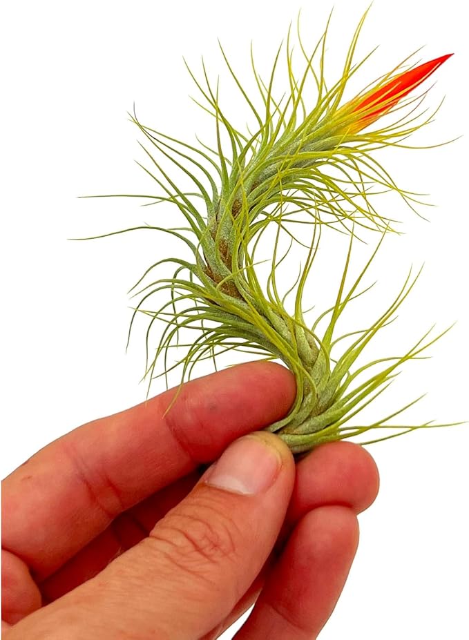 Air Plants - Tillandsia Funckiana Hybrid, Large 5-7" - 5ct - Live Arrival Guaranteed - House Plants for Home Decor & Gift-PawvioPets