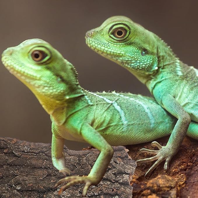 Amosfun 4pcs Reptile Bark Cork Wood Bark Decor Cork Flat Bedding for Bearded Dragon Lizard Geckos Tortoise, Random Size 3.2 to 5.5Inch-PawvioPets