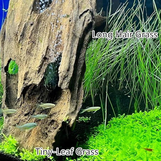 4 Pack Aquarium Plant S.e.e.ds, no Artificial Plastic Plant, Fish Tank Live Grass for All Substrate (0.36ozTiny+0.36oz Long+0.36oz Short+0.36oz Big Dual) ZQV-005-PawvioPets