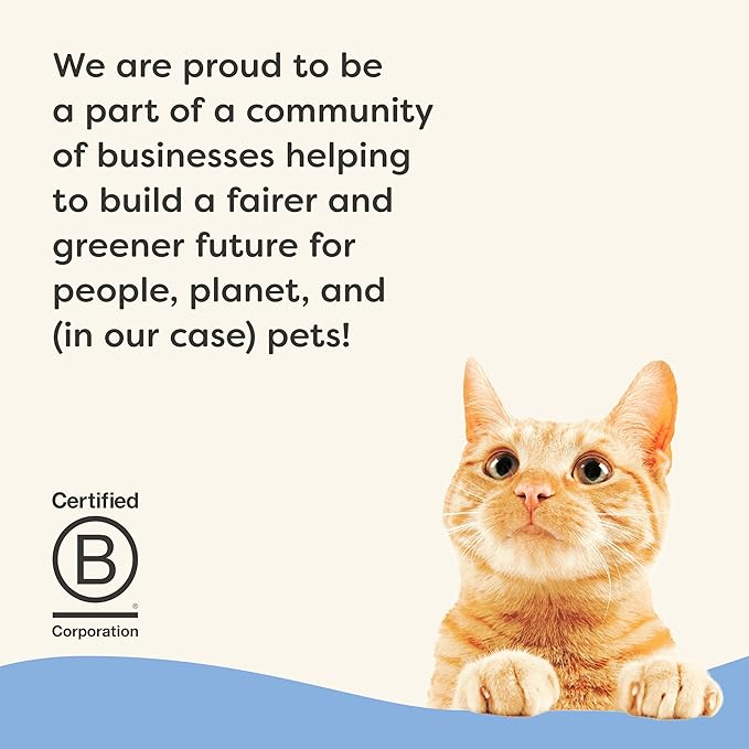 Applaws Vitality Wet Cat Food Paté, Natural Canned Cat Food, Wet Food for Cats with Added Vitamins and Minerals, Grain Free, Carrageenan Free, Fish Variety Selection Paté (12 Count, 2.47 oz Cans)-PawvioPets