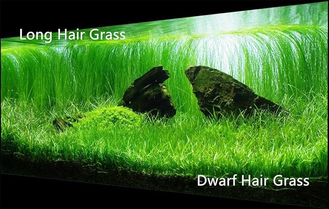 4 Pack Aquarium Plant S.e.e.ds, no Artificial Plastic Plant, Fish Tank Live Grass for All Substrate (0.36ozTiny+0.36oz Long+0.36oz Short+0.36oz Big Dual) ZQV-005-PawvioPets