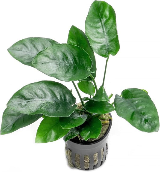Anubias Live Aquarium Plants - Potted Freshwater Plant for Fish Tanks, Terrariums - Beginner Friendly Low Light (Nana, 5 Pots)-PawvioPets
