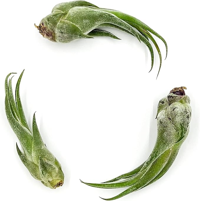 Air Plants - Tillandsia Seleriana, Large 4-6" - 1ct - Live Arrival Guaranteed - House Plants for Home Decor & Gift-PawvioPets