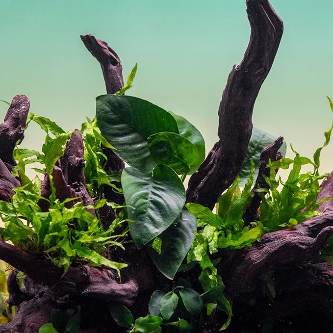 Anubias Live Aquarium Plants - Potted Freshwater Plant for Fish Tanks, Terrariums - Beginner Friendly Low Light (Barteri Butterfly, 5 Pots)-PawvioPets