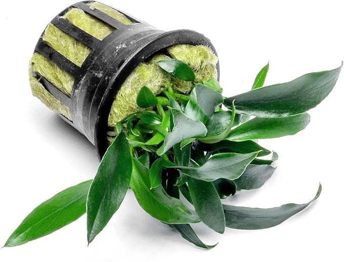 Anubias Live Aquarium Plants - Potted Freshwater Plant for Fish Tanks, Terrariums - Beginner Friendly Low Light (Chili Jalapeno, 1 Pot)-PawvioPets