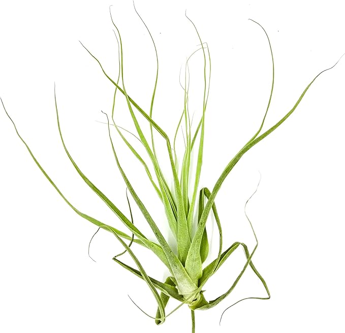 Air Plants - Tillandsia Straminea Jumbo 6-9" - 1ct - Live Arrival Guaranteed - House Plants for Home Decor & Gift-PawvioPets