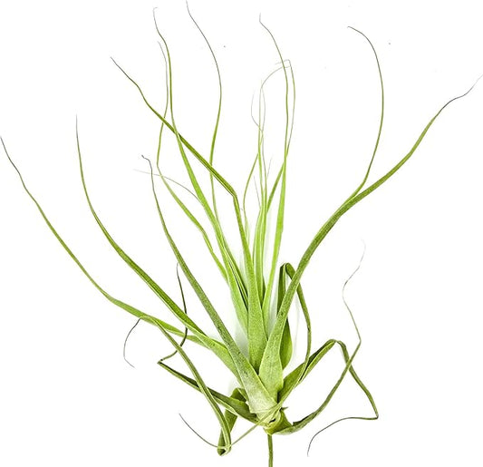 Air Plants - Tillandsia Straminea Jumbo 6-9" - 1ct - Live Arrival Guaranteed - House Plants for Home Decor & Gift-PawvioPets