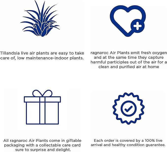 Air Plants - Tillandsia Red Capitata, Large 5-7” - 2 ct - Live Arrival Guaranteed - House Plants for Home Decor & Gift-PawvioPets