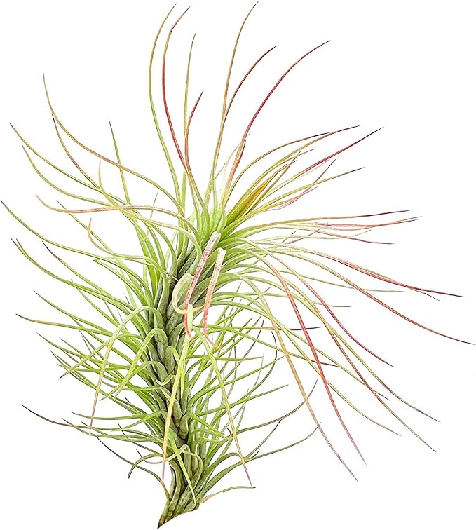 Air Plants - Tillandsia Funckiana, Large 5" - 3ct - Live Arrival Guaranteed - House Plants for Home Decor & Gift-PawvioPets