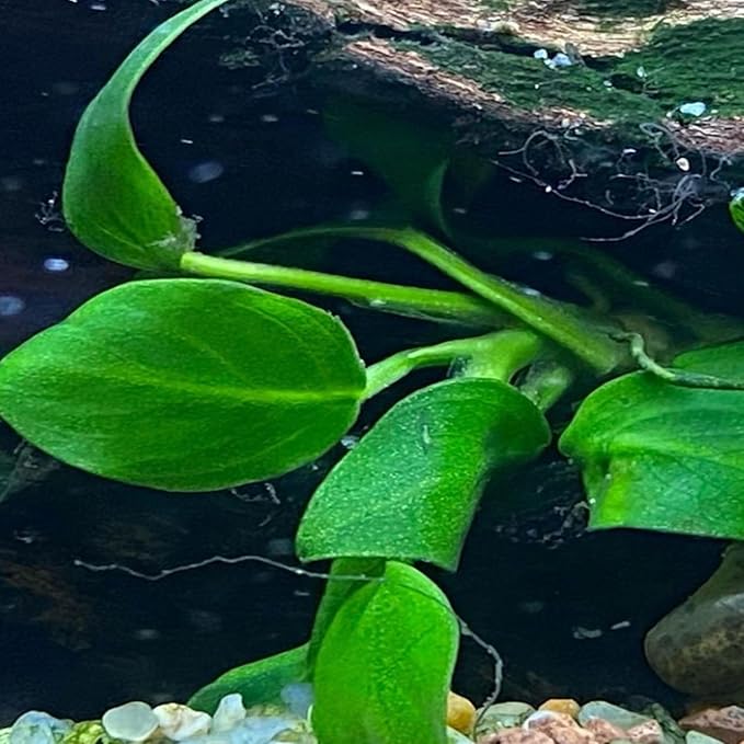 4X Anubias Nana Petite Potted Aquarium Live Plant for Fish Tank Decoration-PawvioPets