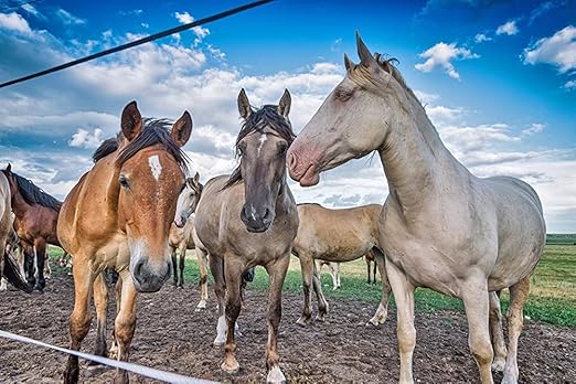 Country Vet Mosquito+Fly Metered Spray Refill (Case of 12) & Automatic Metered Dispenser (Case of 12) - 342033CVA - Great for Barns, Stables, Farms, Stalls and Outdoor Insect/Fly Prevention-PawvioPets