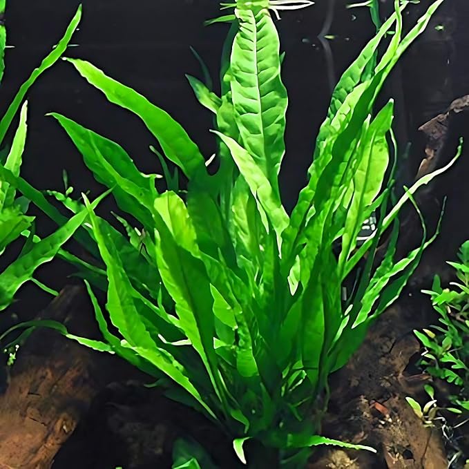 4 Species Aquarium Plants Package - Java Fern (Microsorum), Hornwort (Ceratophyllum demersum), Amazon Sword (Echinodorus), and Moneywort (Bacopa Monniery)-PawvioPets