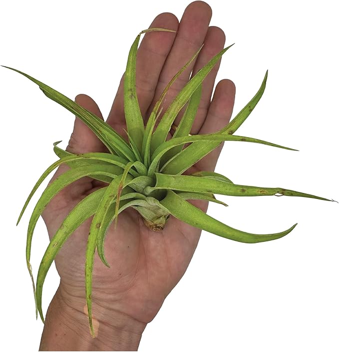 Air Plants - Tillandsia Capitata (Peach), Large 5-7” - 2 ct - Live Arrival Guaranteed - House Plants for Home Decor & Gift-PawvioPets