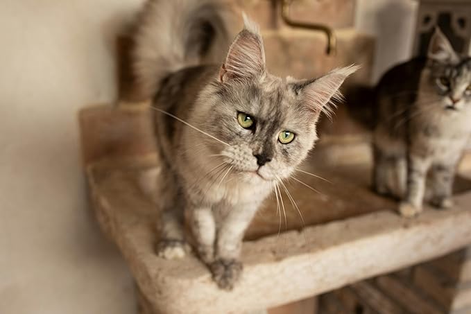 Disposable Small Litter Boxes for Cats, Litter Box for Recovery, Kitten Travel Tray, Shallow, Low-Entry Litterbox for Senior Cats (5-Pack)-PawvioPets