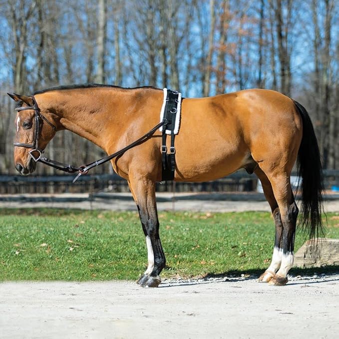 Dura-Tech Fleece Lined Training Surcingle for Horses | Essential for Lunging Work | Comfortable Fleece Lining | Durable Poly Material | Versatile D-Ring Placement | Suitable for All Training Levels-PawvioPets