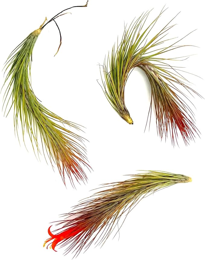 Air Plants - Tillandsia Funckiana Hybrid, Large 5-7" - 3ct - Live Arrival Guaranteed - House Plants for Home Decor & Gift-PawvioPets