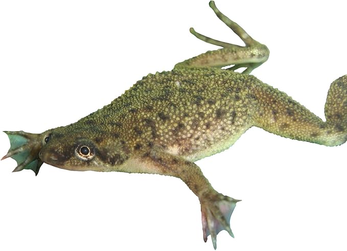 African Dwarf Frog Starter Kit- Includes Certificate for 2 Live Frogs- All-in-One Bundle with Book, Small Aquarium, Food, Instructions Now-PawvioPets