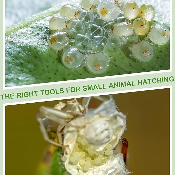 20 Pcs Insect Spider Terrariums Breeding Box Small Reptile Hatching Container Transparent Cricket Keeper Breeder Box Feeding Spider Cage with Lid for Scorpion Gecko Tortoise Centipede Tarantula-PawvioPets