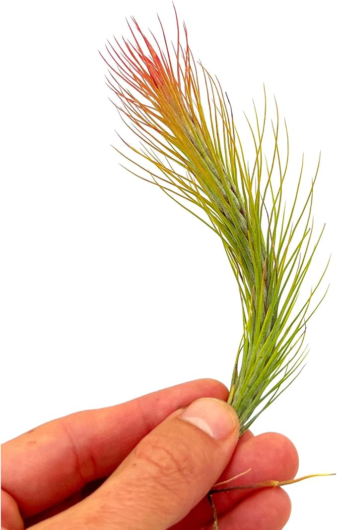 Air Plants - Tillandsia Funckiana Hybrid, Large 5-7" - 1ct - Live Arrival Guaranteed - House Plants for Home Decor & Gift-PawvioPets